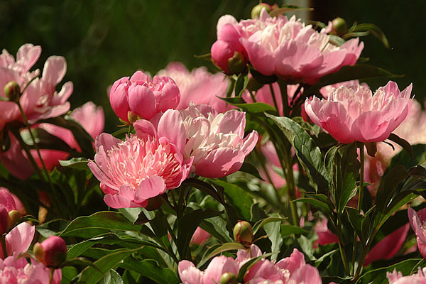http://morethanlip.com/9.0/images/20060827132831_pink%20flowers.jpg